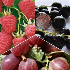Комплект ягідних "Три Смаки"
