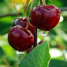 Вишня Ксения