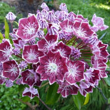 Кальмия широколистная Калейдоскоп (Kaleidoscope)