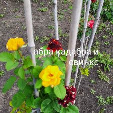 Троянда штамбова Абракадабра і Свінкс