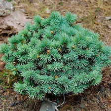 Ель колючая Соня