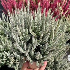 Вереск обыкновенный Gold Haze