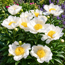 Пион Patio Peony Dublin 