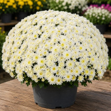 Хризантема мультифлора Homerun White 