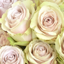 Роза чайно-гибридная Кантри Папилон