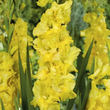 Гладиолус Bra Val