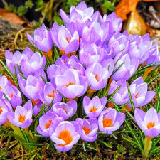 Крокус ботанический Firefly