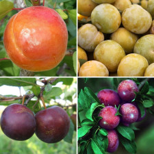 Комплект плодовых "Гибридный квартет"