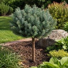 Сосна горная Minutifolia, штамб 30-40см