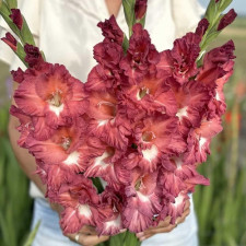 Гладиолус гофрированный Tiramisu