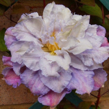 Клематис Veronica Choice