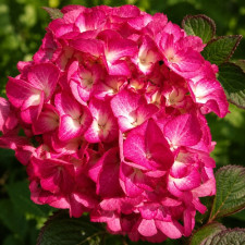 Гортензія широколиста Silky Pink