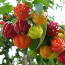 Суринамская вишня Евгения одноцветковая