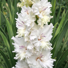 Гладиолус Serena