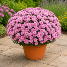 Хризантема мультифлора Branfountain Pink