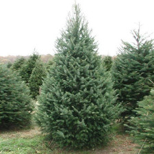 Псевдотсуга Мензиса 