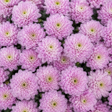 Хризантема гілкова Attraction Pink