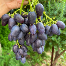 Виноград кишмиш Велетень