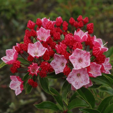 Кальмія широколиста Olivia