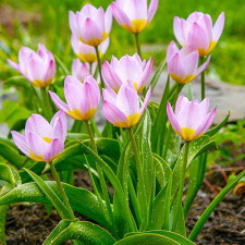 Тюльпан ботанічний Bakeri Lilac Wonder