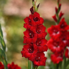 Гладіолус Ellis