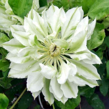 Клематис Якикоши, Yukiokoshi