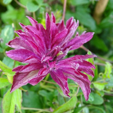 Клематис Rosalyn