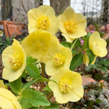 Морозник східний Anemone Super Yellow