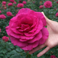 Роза чайно-гибридная Пароле