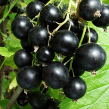 Смородина черная Подарок Калининой