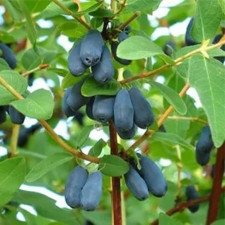 Жимолость съедобная Спокуса, ранняя