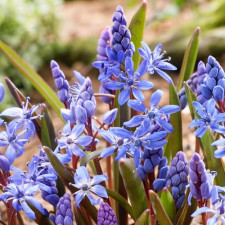 Пролесок Bifolia