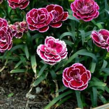 Гвоздика садова Pinocchio Amarena