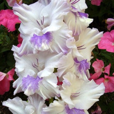 Гладиолус Голубая бабочка