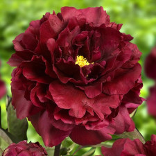 Пион травянистый Francoise Ortegat