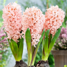 Гиацинт Apricot Passion