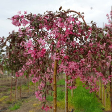 Яблоня плакучая Ред Джет