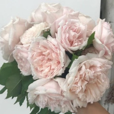 Роза плетистая Мадам Альфред Карье