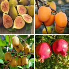 Набор экзотов "Экзотический Хит 4-в-1"