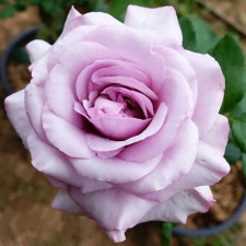 Троянда чайно-гібридна Баунті Вей