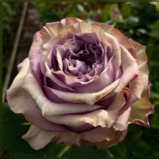 Роза чайно-гибридная Дольчетто