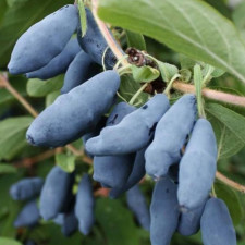 Жимолость їстівна Стрежевчанка, рання