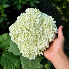 Гортензия древовидная Grandiflora