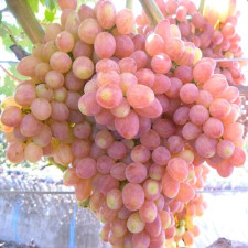 Виноград кишмиш Премьер