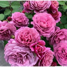 Роза японская Аои