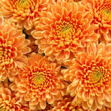 Хризантема веточная Rossano Orange