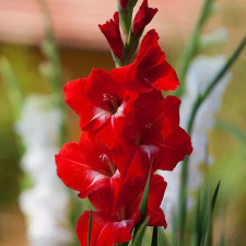 Гладиолус Traderhorn