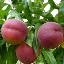 Персик беломясый Фреш Вайт