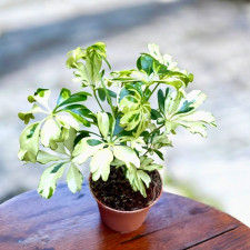 Шеффлера Жанин