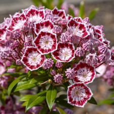 Кальмия широколистная Minuet